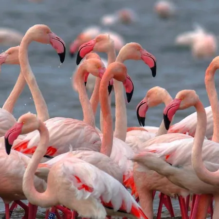 Maria 3 リド・ディ・ポンポーザ